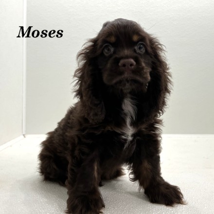 puppy, for, sale, Cocker Spaniel, Joe & Cherri  Overlease, dog, breeder, Miller, MO, dog-breeder, puppy-for-sale, forsale, nearby, find, puppyfind, locator, puppylocator, aca